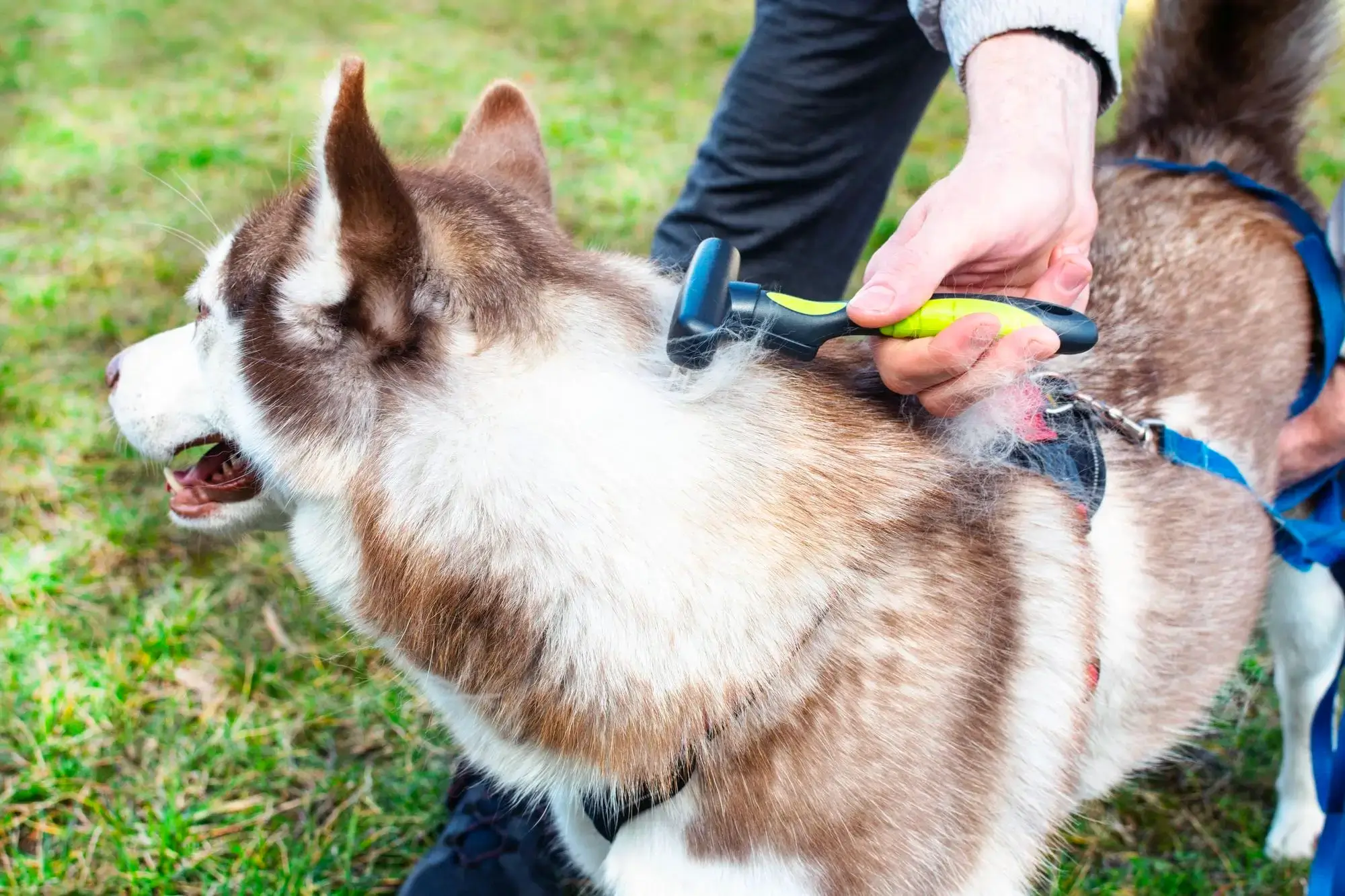 Husky Siberiano sendo tosado