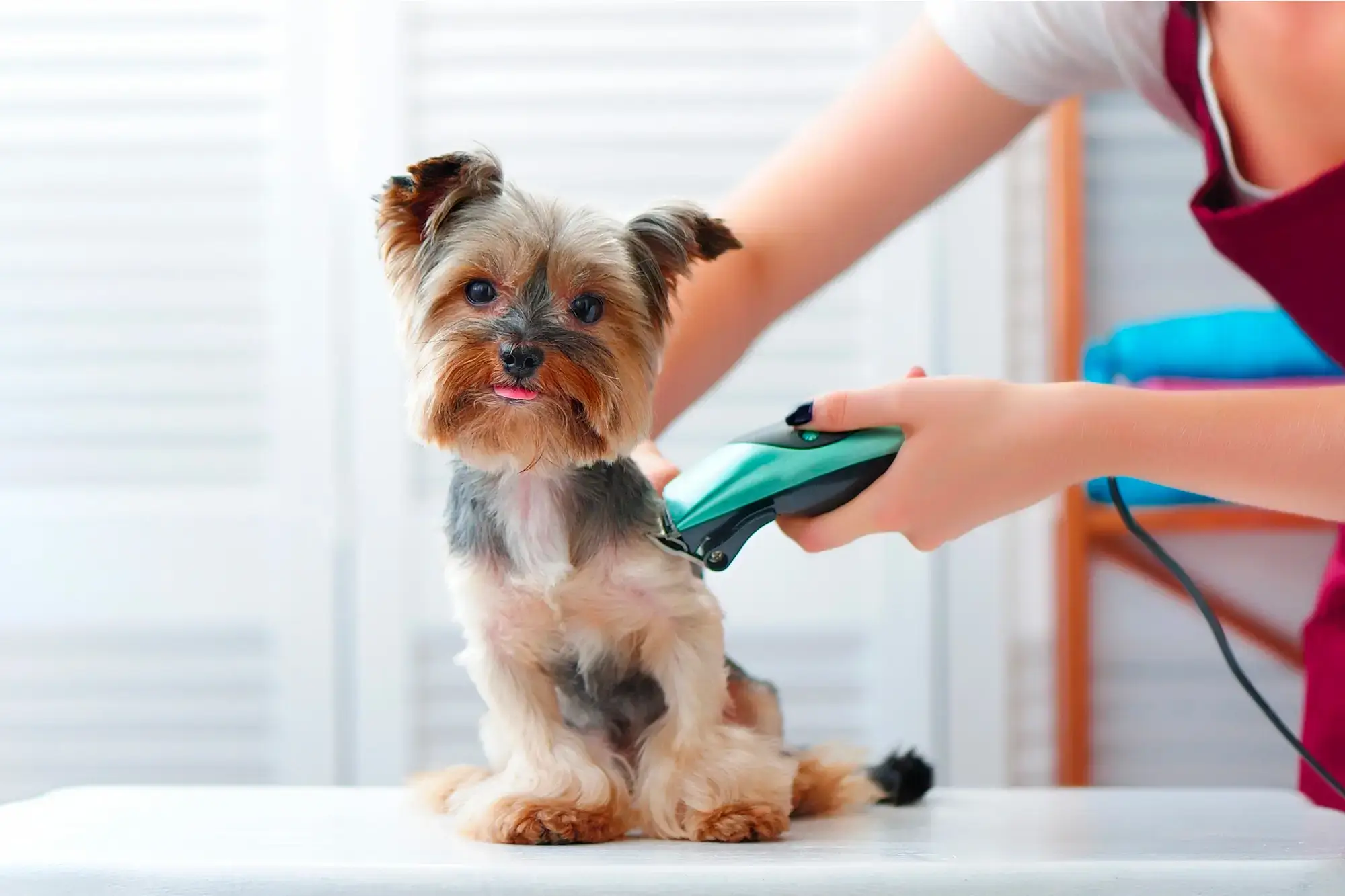 pet grooming hair clipper kit