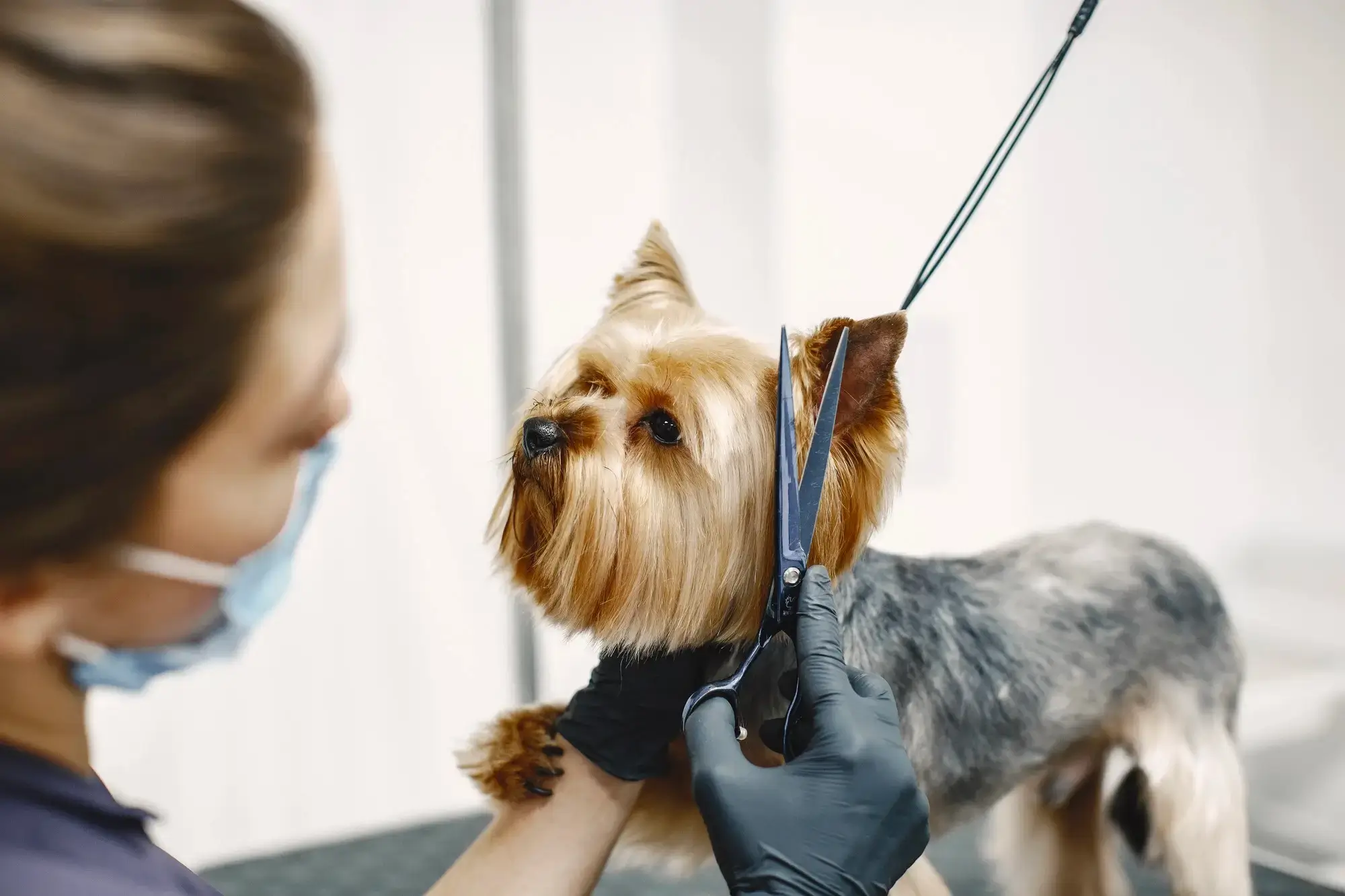 Mulher usando Tesouras pet grooming com um cachorro