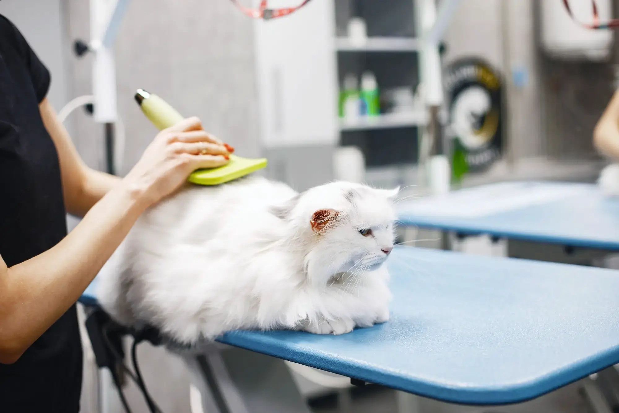 Mulher demonstrando que pode tosar gatos com segurança