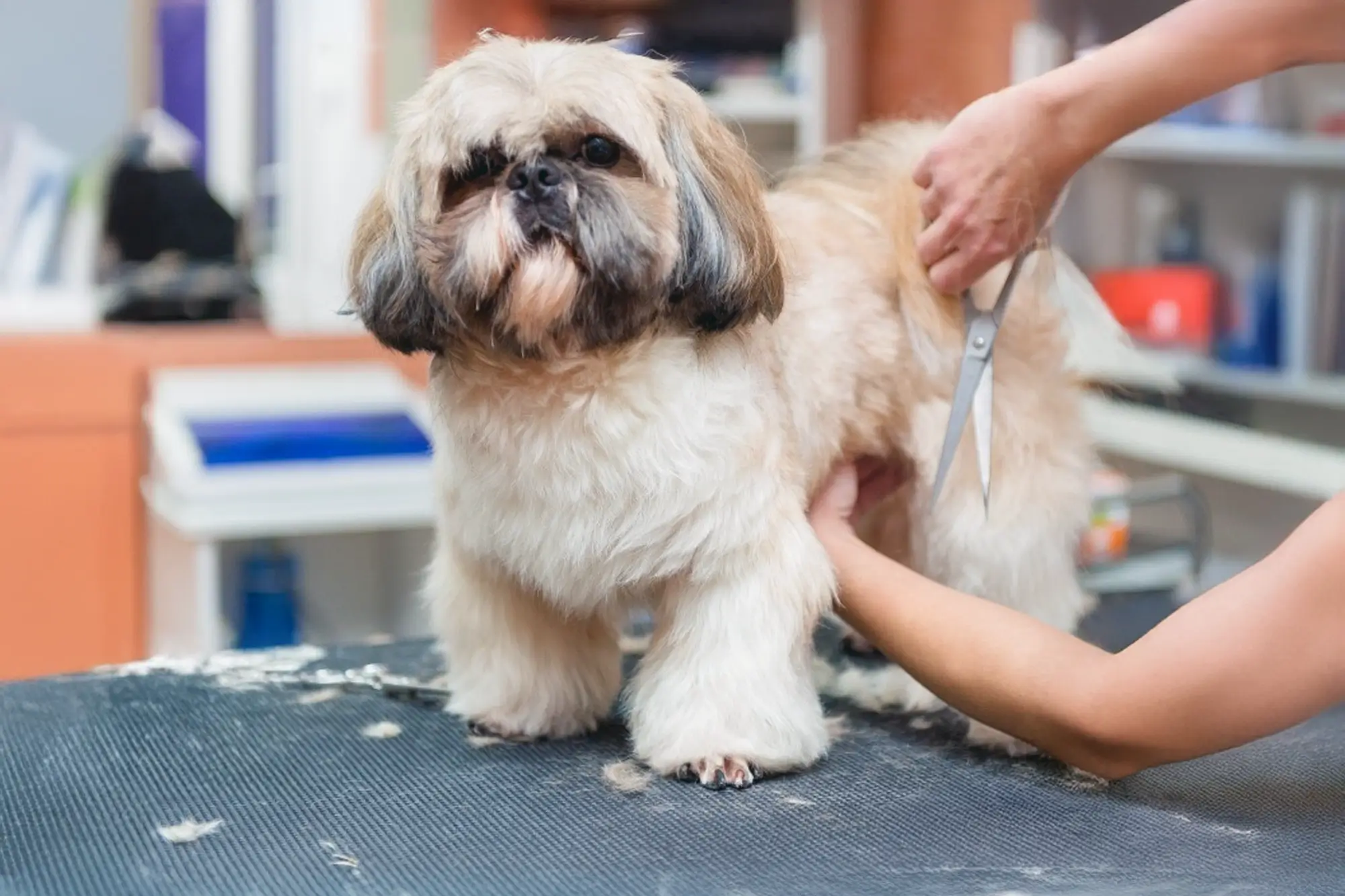 Tosa para Shih Tzu