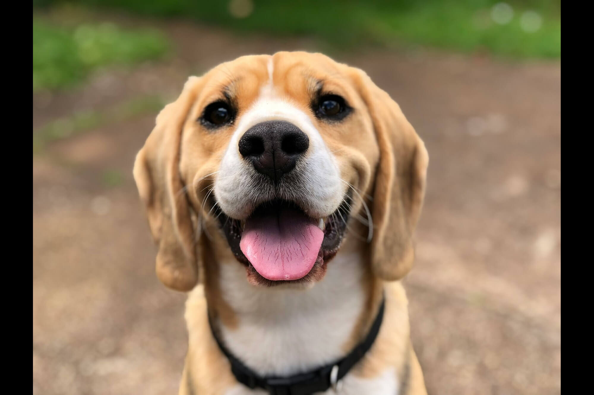 Beagle