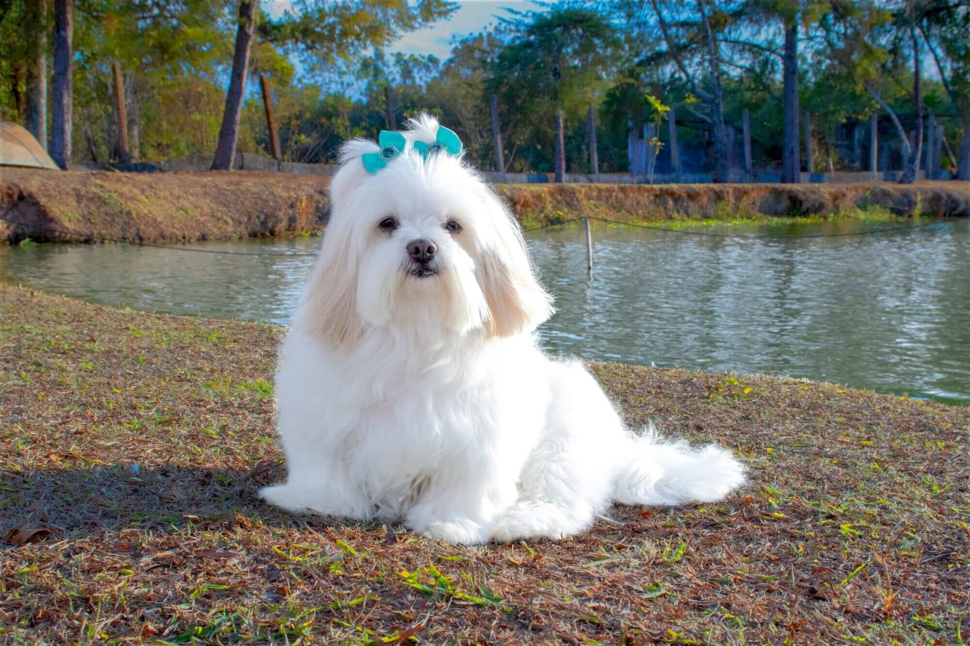 Lhasa Apso