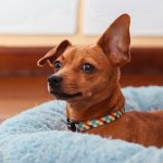 Guia de Raças | Pinscher: enérgico e feroz