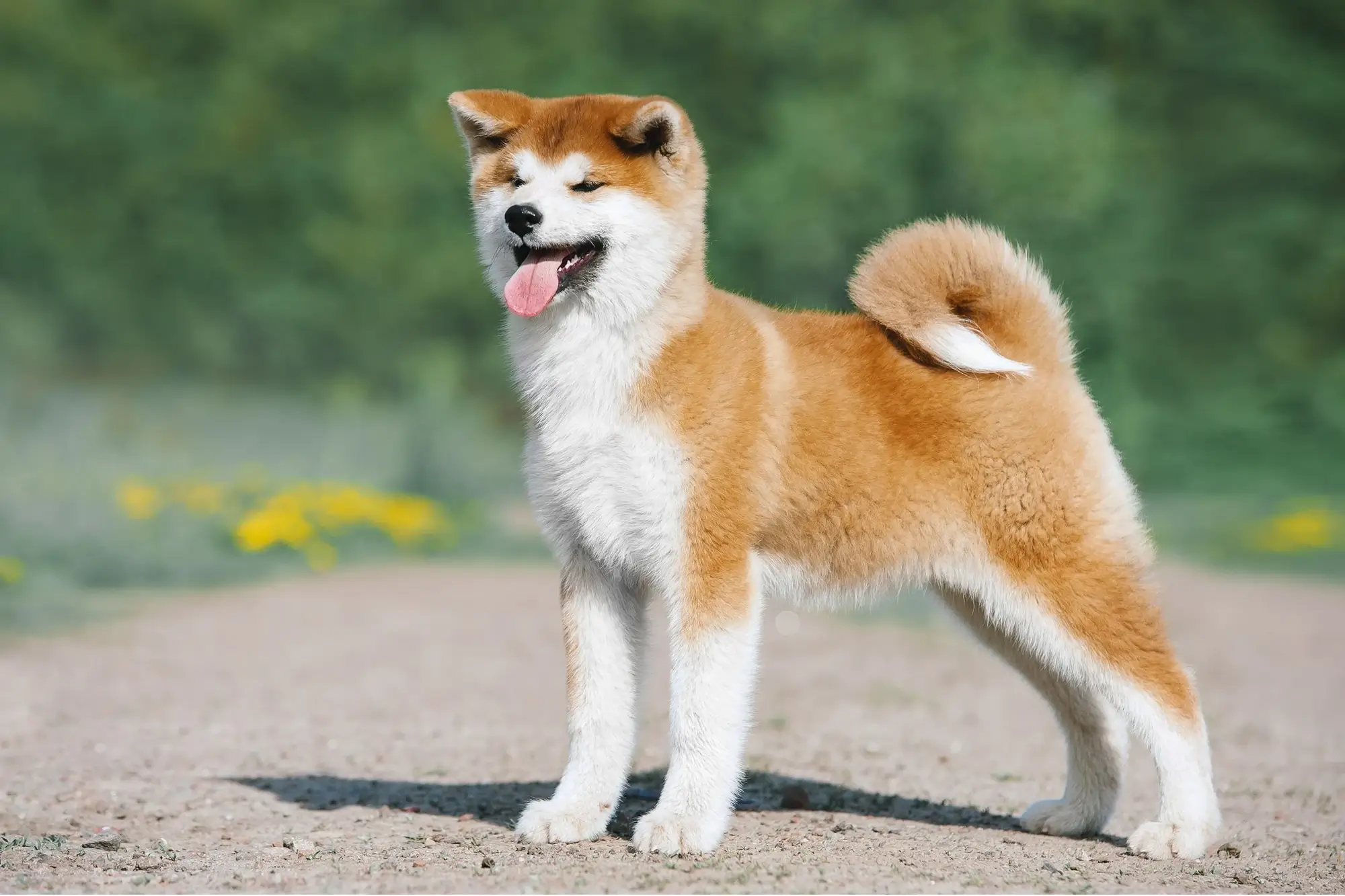 Cachorro da raça Akita.