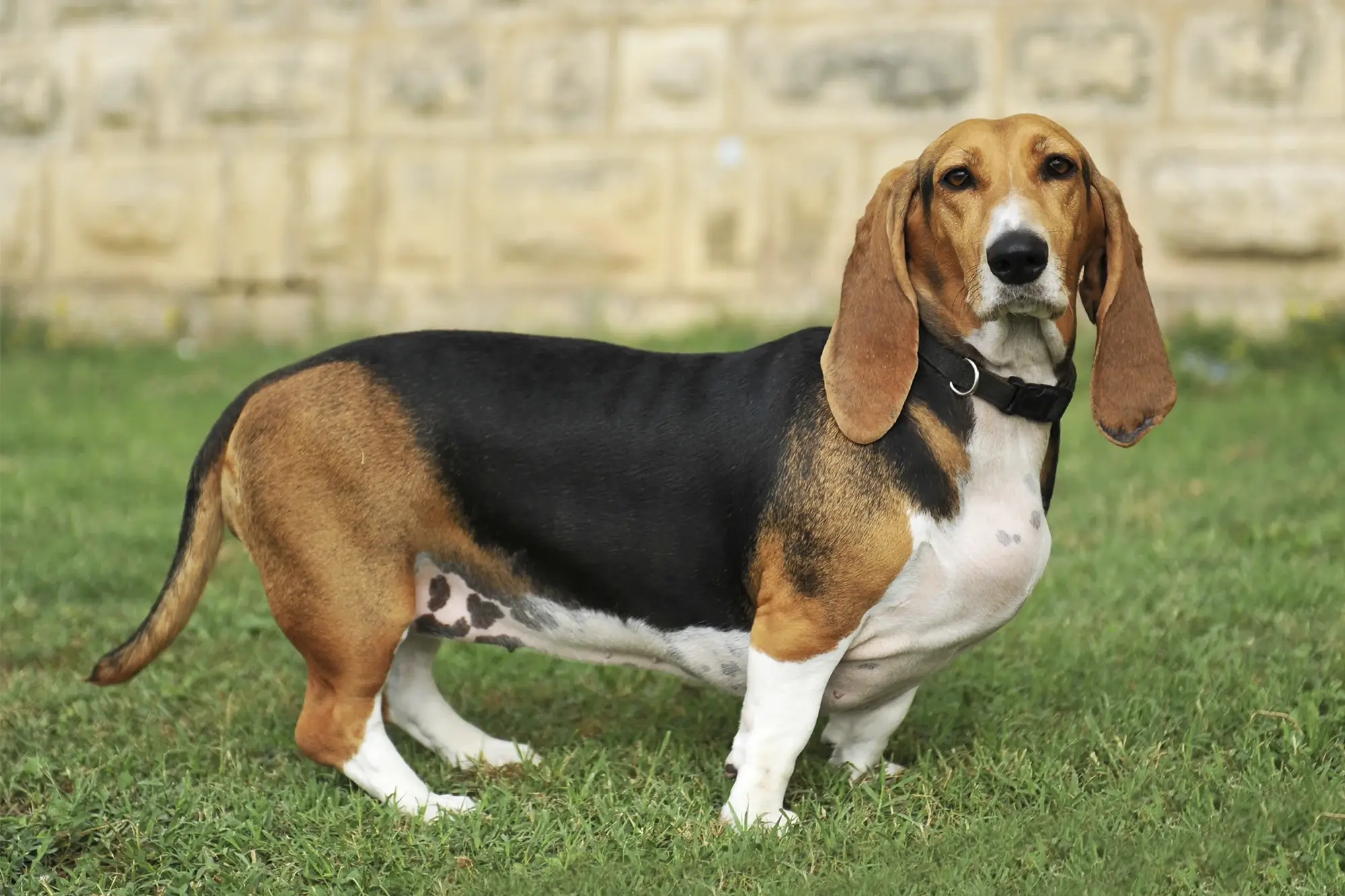 Cachorro da raça Basset.