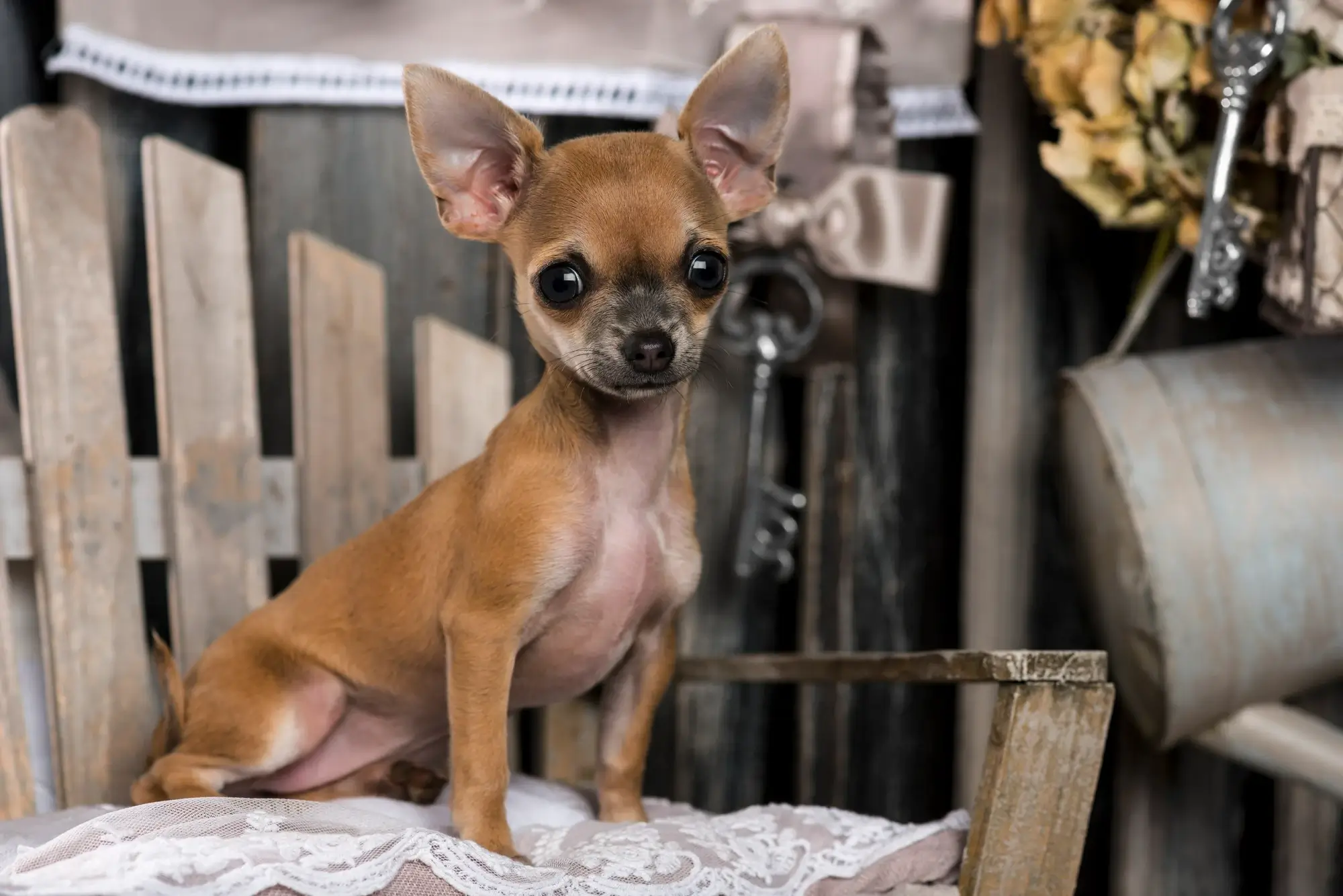 Cachorro da raça Chihuahua.