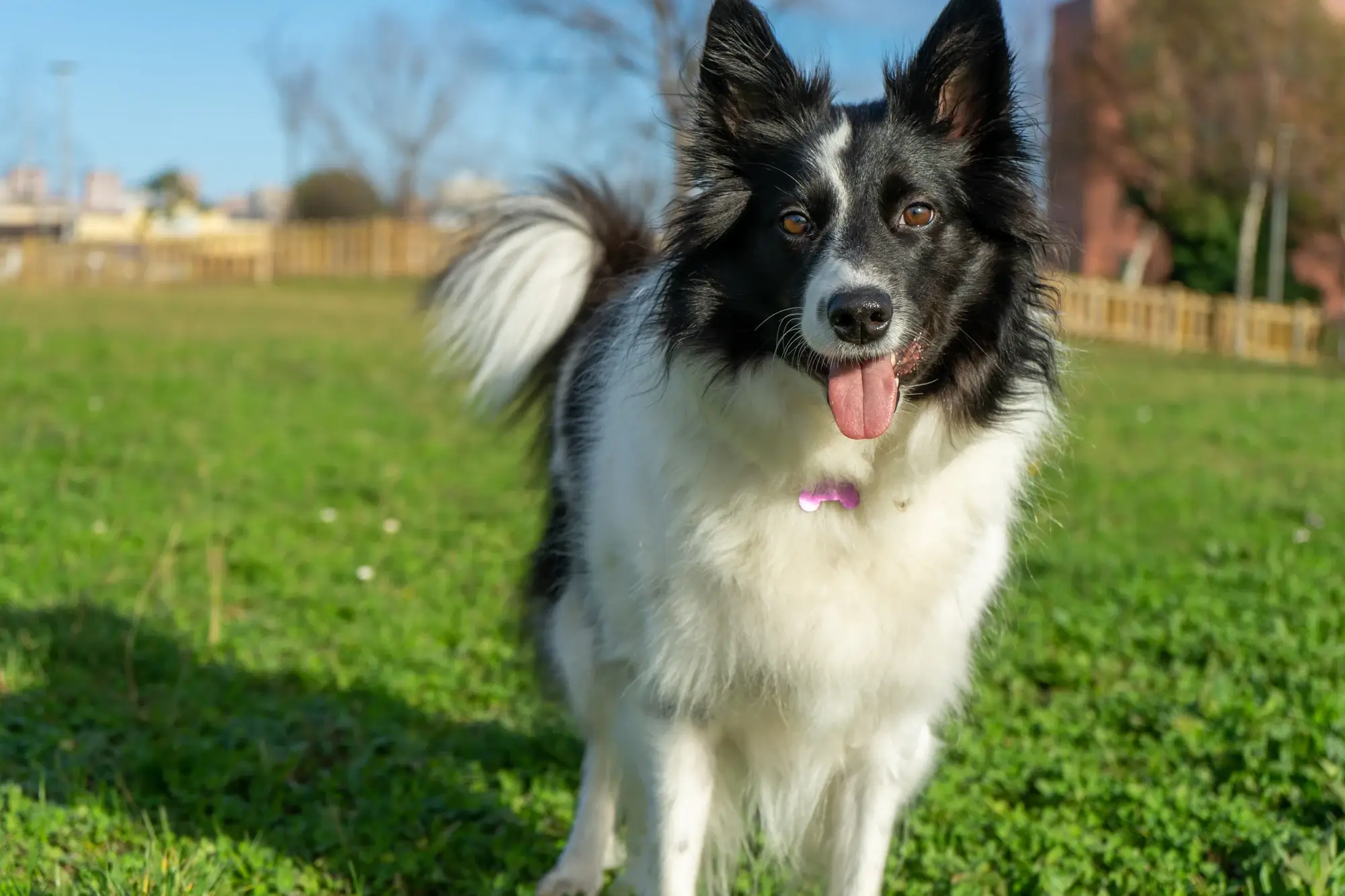 Cachorro da raça Collie.