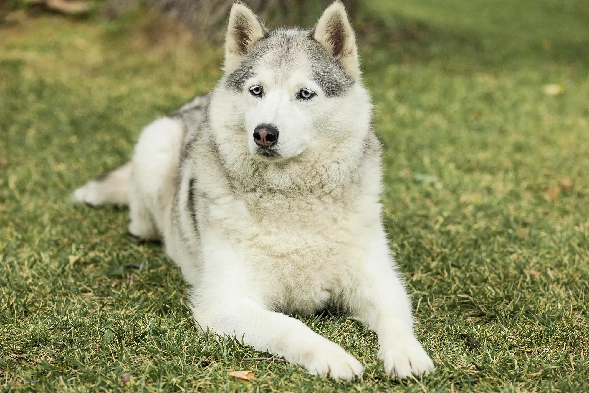 Cachorro da raça Husky Siberiano.