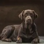 Guia de Raças | Labrador: fiel e obediente