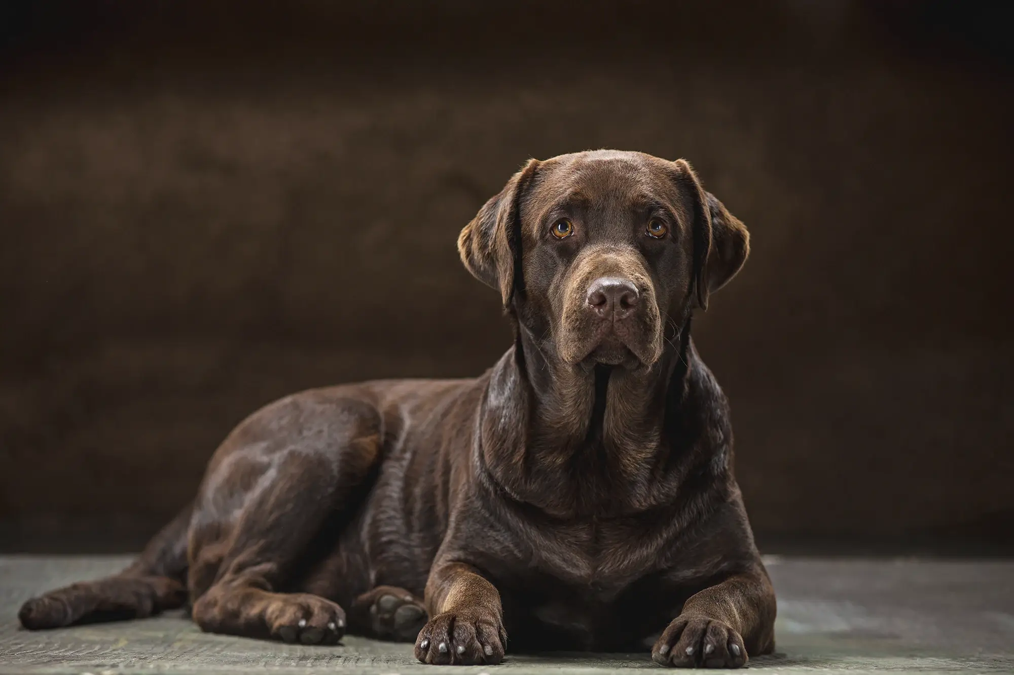 Cachorro da raça Labrador.