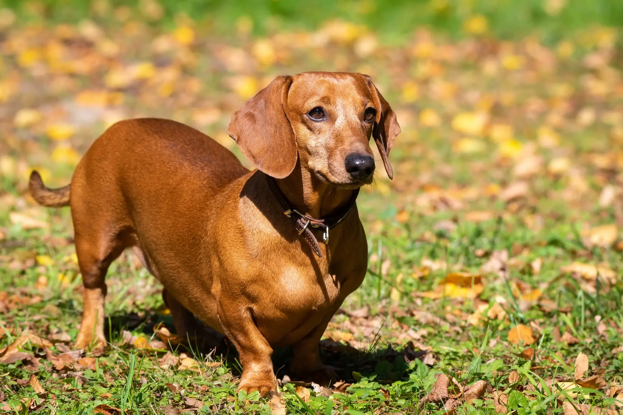 Cachorro da raça Salsicha.