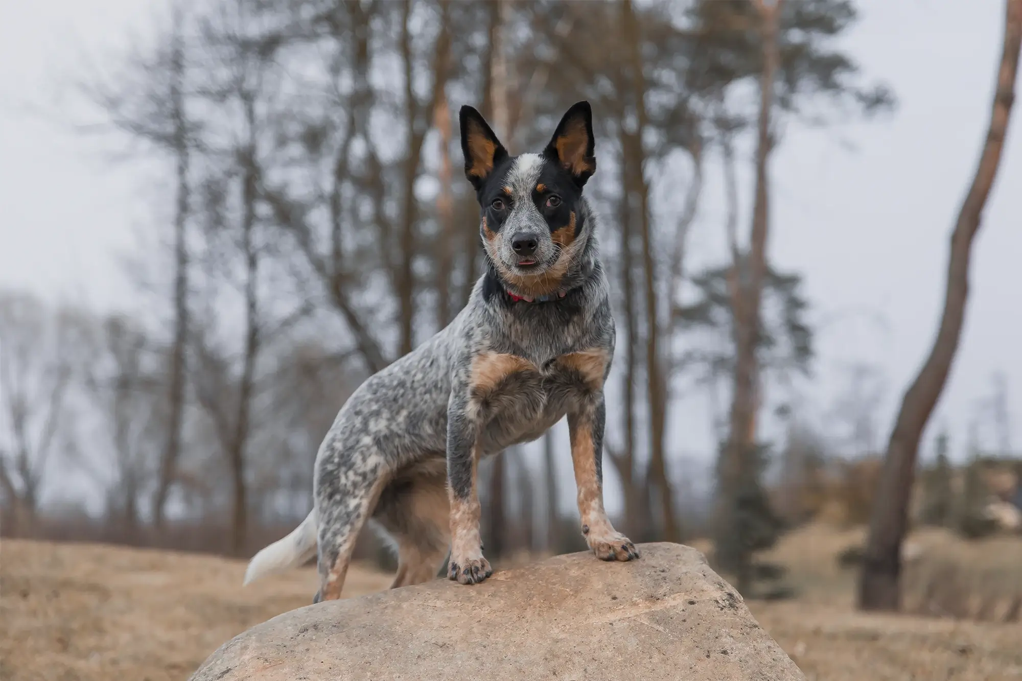 Cachorro da raça Boiadeiro.