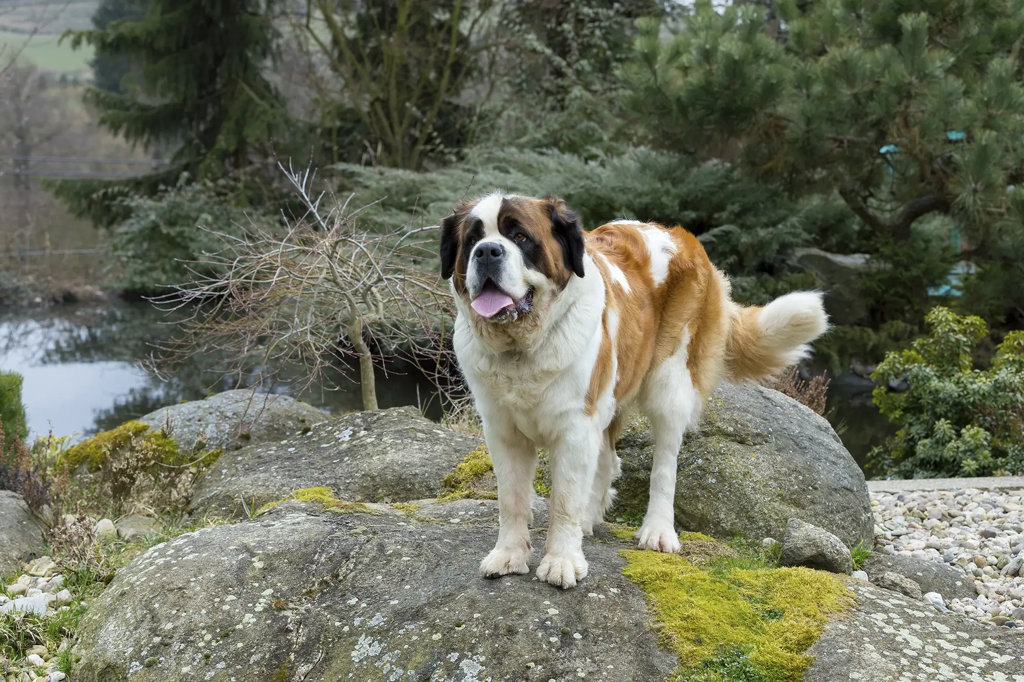 Cachorro da raça São Bernardo.