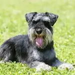 Guia de Raças | Schnauzer: carismático e companheiro