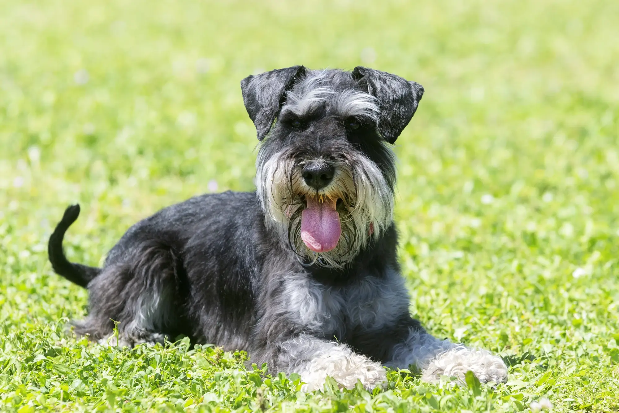 Cachorro da raça Schnauzer.