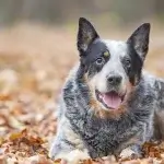 Guia de Raças | Blue Heeler: forte e destemido