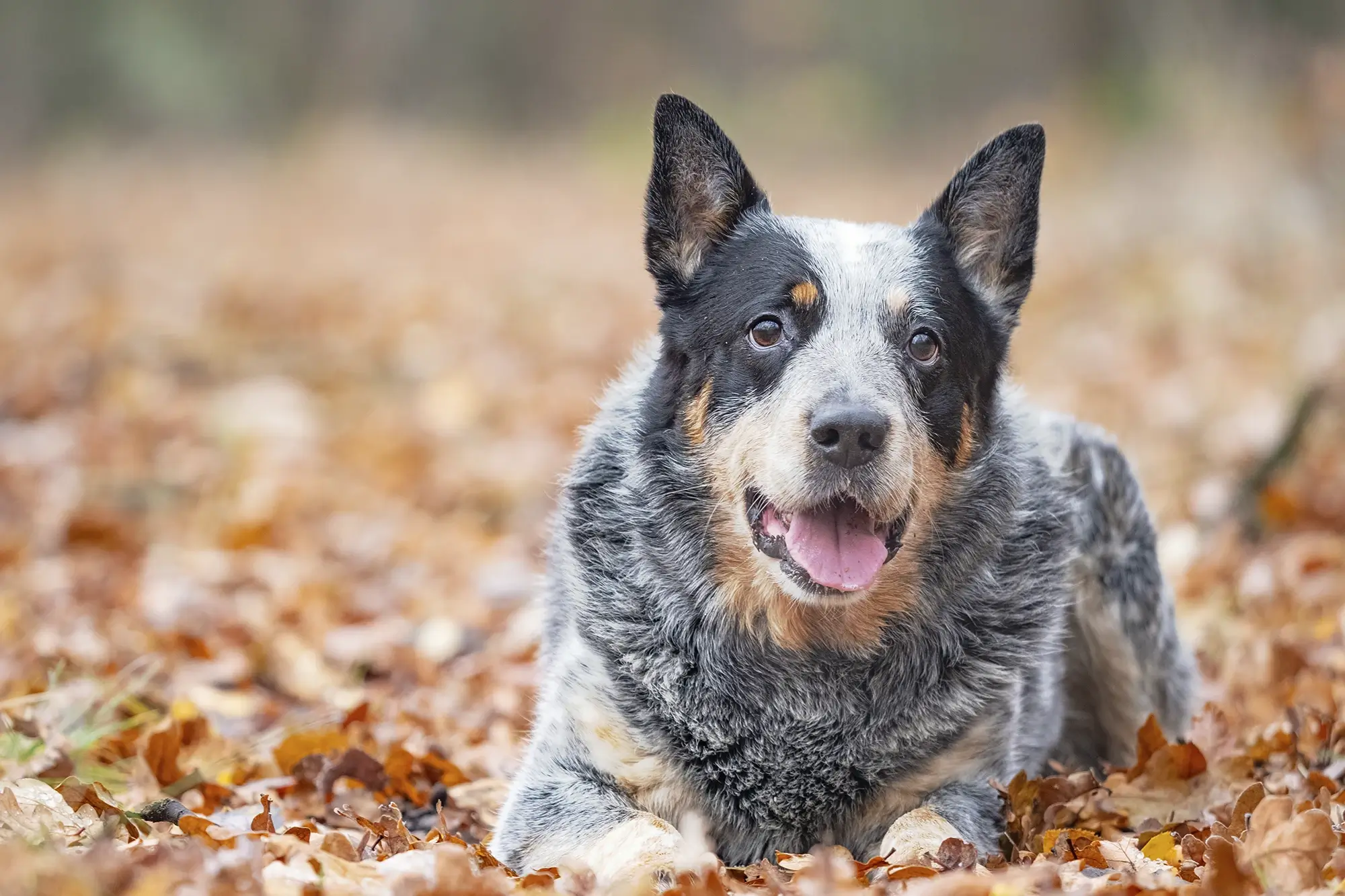 Cachorro da raça Blue Heeler.