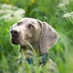 Guia de Raças | Weimaraner: sério e obediente