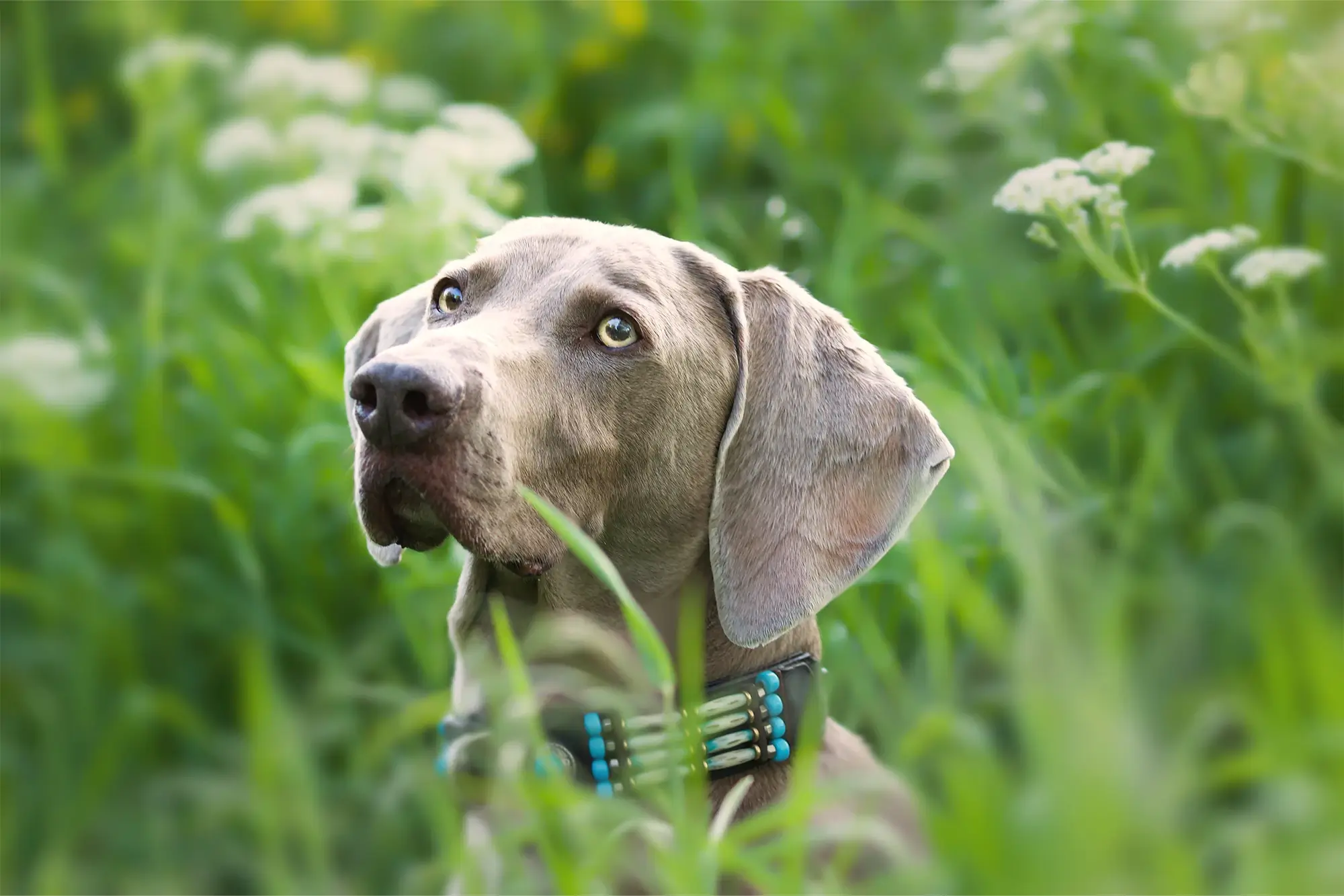 Cachorro da raça Weimaraner.