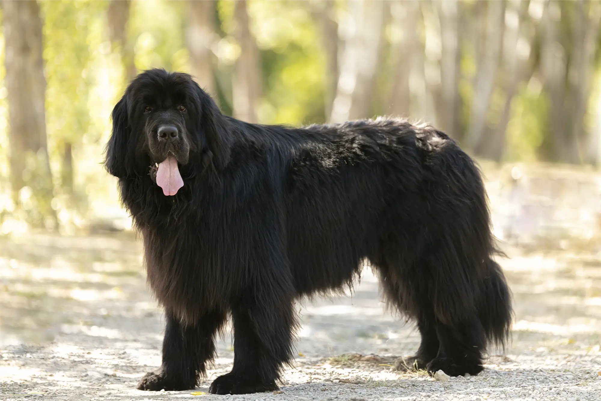 Cachorro da raça Terra Nova.